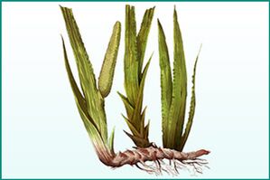 Calamus général renforçant et valorisant.